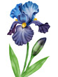 Photo en ligne au meilleur prix Flowers irises.