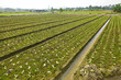 farm field