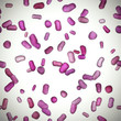 bacteria