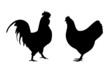 Hahn und Henne
