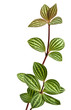 Peperomia puteolata Watermelon