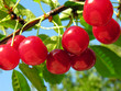 Ripe cherries on a tree