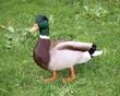 Mallard male duck bird on the grass