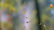Falling leaves