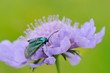 Macrophotographie insecte papillon