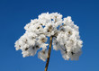 Ice covered flower with deep blue sky