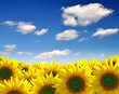 Summer sun over the sunflower field Summer sun over the sunflower field