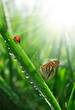 fresh morning dew and ladybird