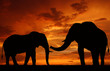 silhouette elephant in the sunset