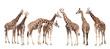 giraffes isolated