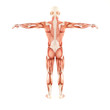 Man muscles anatomy system isolated on white background Man muscles anatomy system isolated on white background