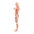 Man muscles anatomy system isolated on white background Man muscles anatomy system isolated on white background