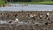 Water birds in the swamp