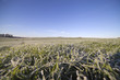 Frost in young wheat.