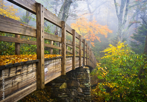 Photo: Autumn Appalachian Trail Foggy Nature Blue Ridge Fall Foliage Autumn Appalachian Trail Foggy Nature Blue Ridge Fall Foliage