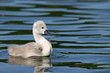cygnet