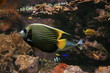 bunte fische
