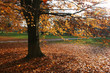 Autumn nature scene