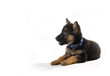 A cute german shepherd puppy. Isolated on white