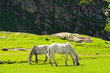 Wild horses on meadow in Himalaya mountains Wild horses on meadow in Himalaya mountains