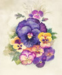Watercolor Flora Collection: Viola Tricolor Watercolor Flora Collection: Viola Tricolor