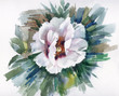 Watercolor Flower Collection: White Poppy