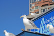 Foto: Möwen in der Stadt Möwen in der Stadt