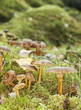 Yellowfoots (Cantharellus tubaeformis) Yellowfoots (Cantharellus tubaeformis)