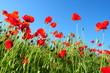 canvas print picture - poppy