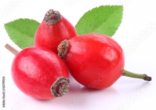 Photo: Group of rose hips. Group of rose hips.