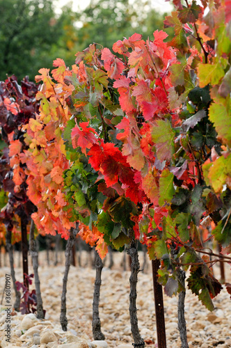 Photo: champ de vignes en automne champ de vignes en automne