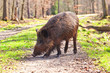 Wildschwein, sus scrofa