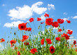 red poppies