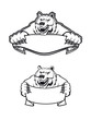 Wild kodiak bear
