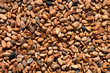 Graines de cacao