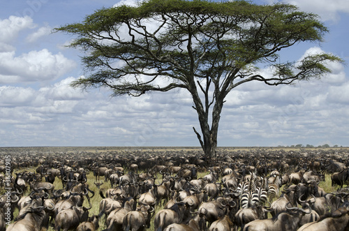 Photo: Herd of wildebeest migrating in Serengeti National Park, Africa Herd of wildebeest migrating in Serengeti National Park, Africa