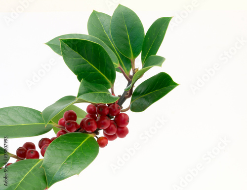 Photo: Holly Holly