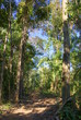 Photo: Tropical forest, Bolivia Tropical forest, Bolivia