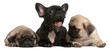French Bulldog puppy yawning between two Pug puppies
