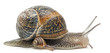 Garden snail with its baby in front of white background