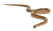 Smooth snake, Coronella austriaca, in front of white background