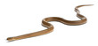 Smooth snake, Coronella austriaca, in front of white background
