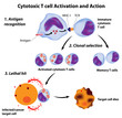 Immune system basics, function of cytotoxic t cells, eps8