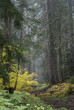 Path through the foggy forest