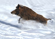 running wild boar