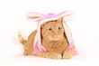 cat in bunny costume