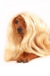 dog with wig
