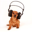 dog with headphones