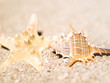 Two clam in the sand