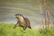 Otter on river bank
